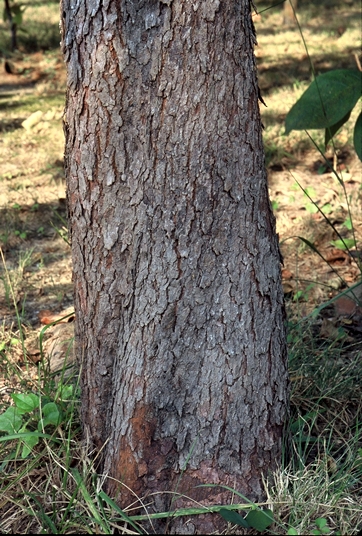 {Cercis canadensis}